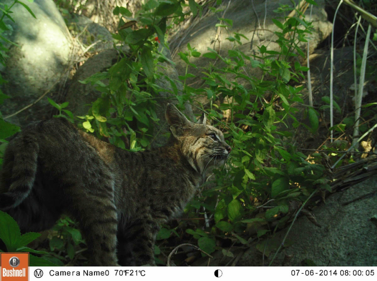 Bobcat