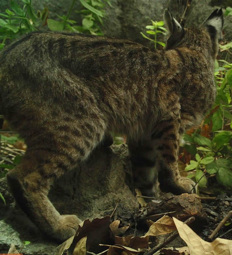 Bobcat