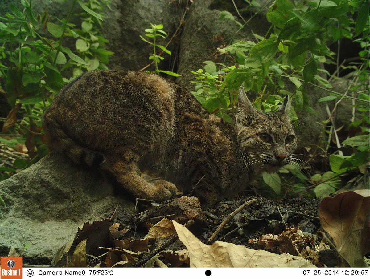 Bobcat