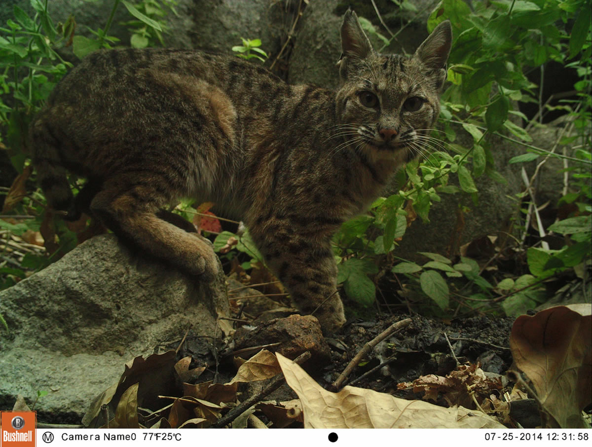 Bobcat