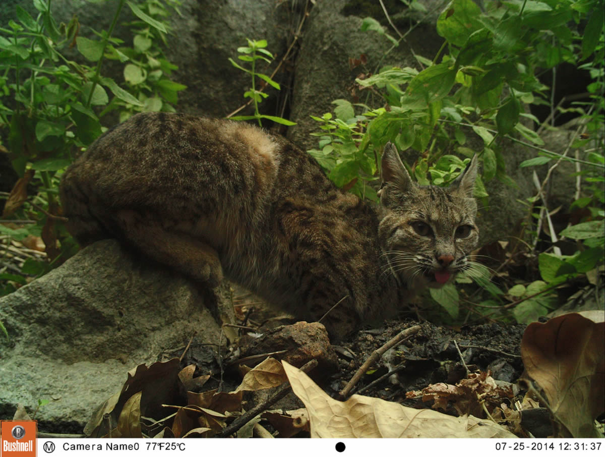 Bobcat tongue