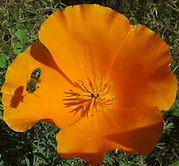 honey bee and california poppy