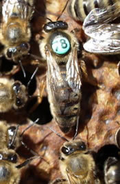 carniolan breeder queen