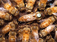 Queen bee