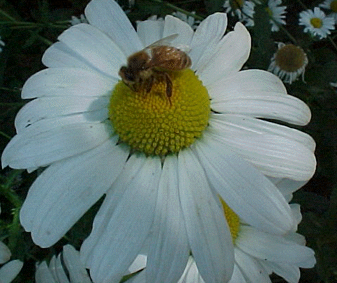 Apis mellifera ligustica