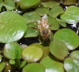 honey bee drinking water on frogbit