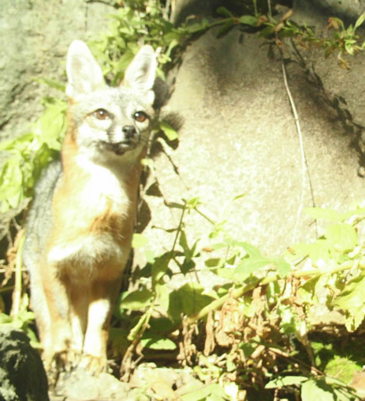 gray fox