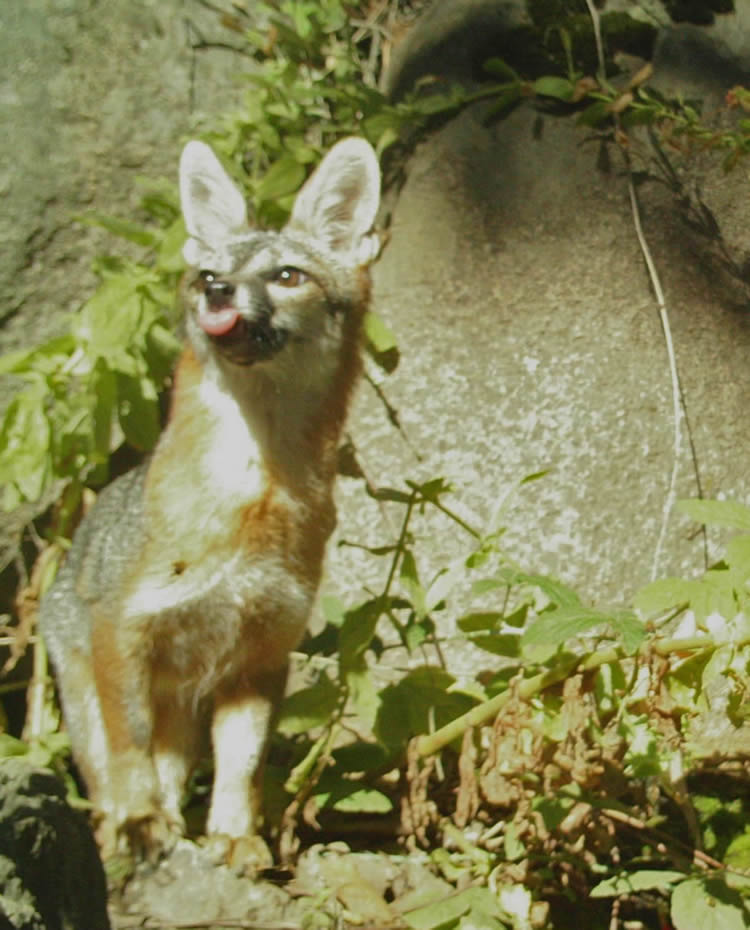 gray fox