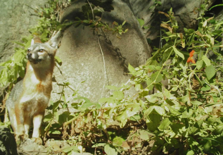 gray fox
