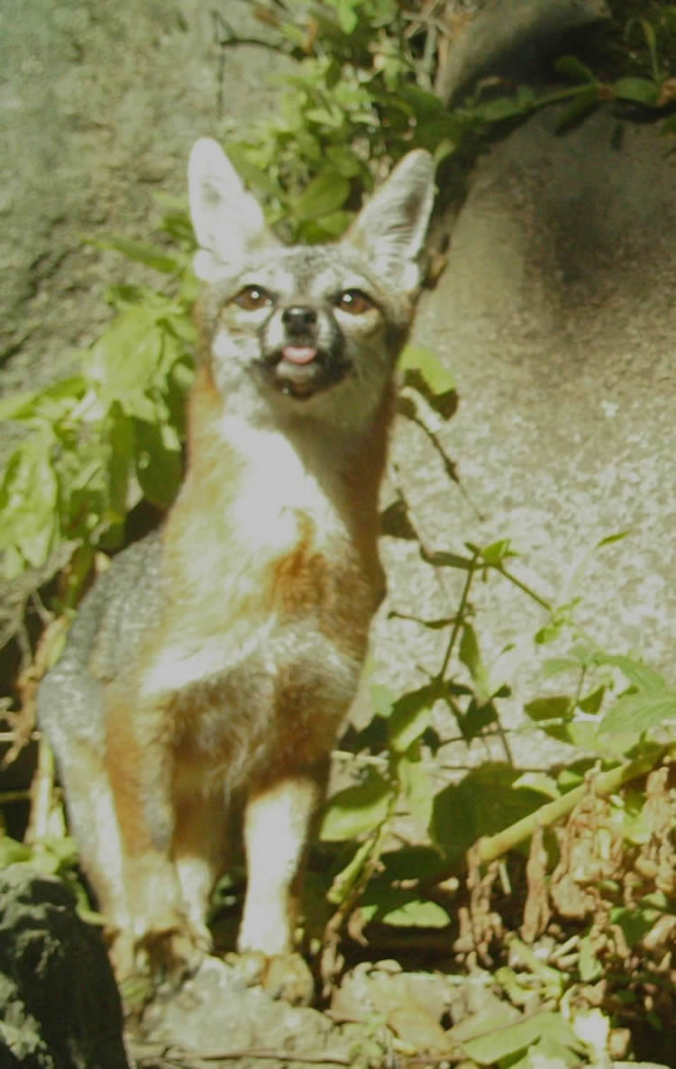 gray fox