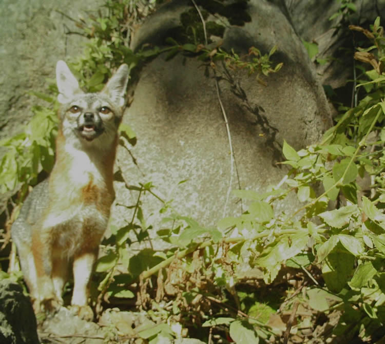 gray fox