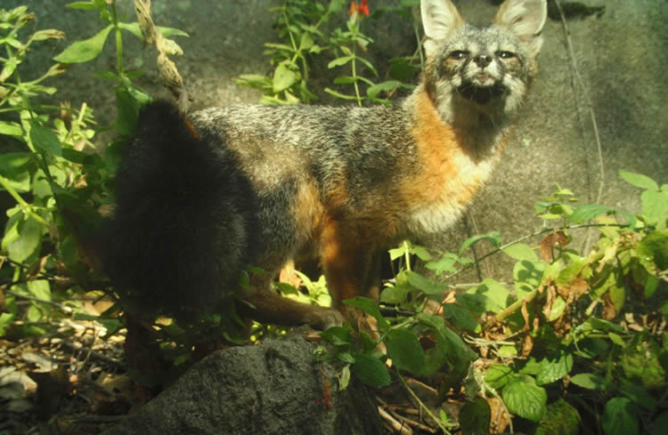 gray fox