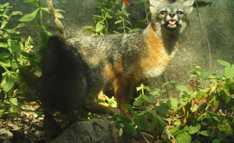 gray fox