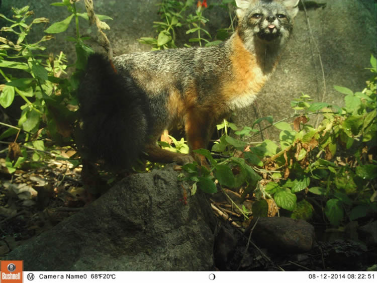 gray fox