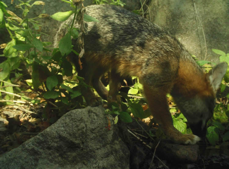 gray fox
