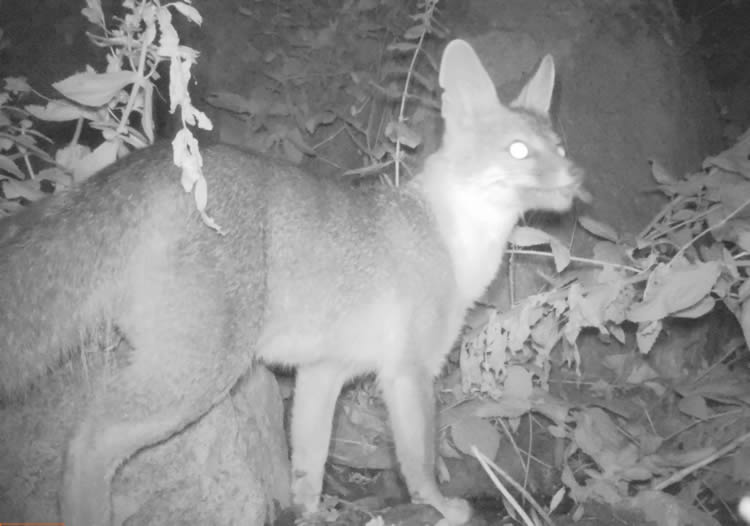 gray fox