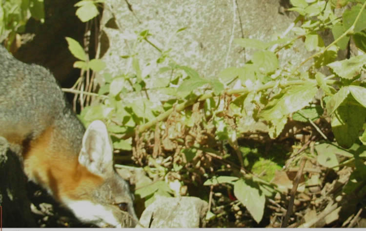 gray fox