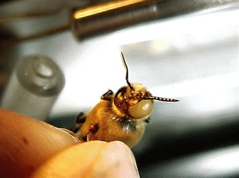 Gyandromorph  honeybee