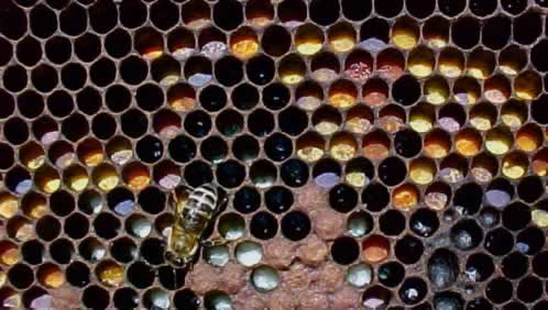 honey bee pollen comb