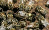 Apiculture