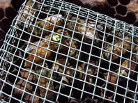 Close up picture of push in queen introduction cage