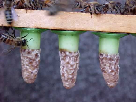 Queen cells