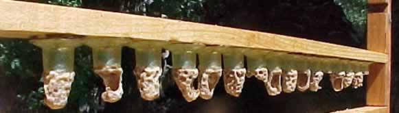 queen cells chewed down 