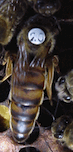 SMR/VSH queen bee