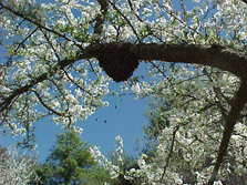 Honey bee swarm