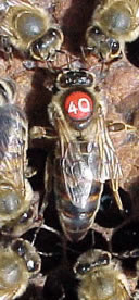 Varroa Sensitive Hygiene VSH breedr queen