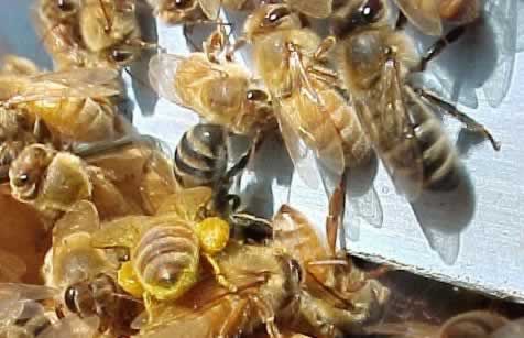 honey bee pollen forager